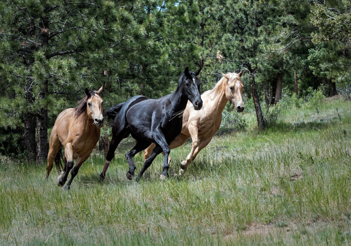 The New Threat to Wolves in and Around Yellowstone