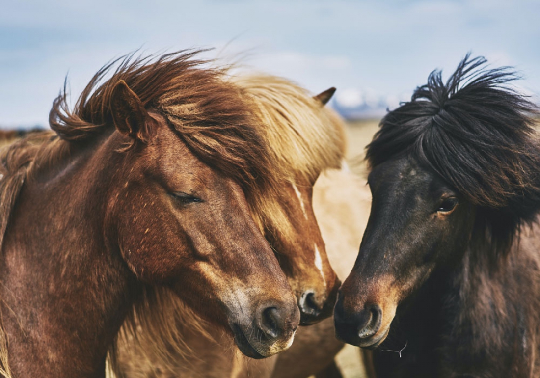 Laminitis – When the Mechanics of the Hoof Fail